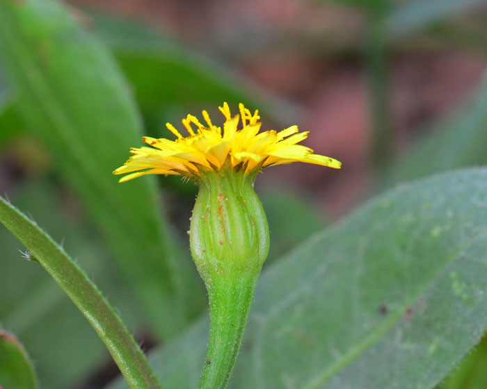 Cretanweed, Hedypnois cretica